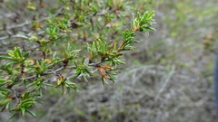 Cliffortia ramosissima