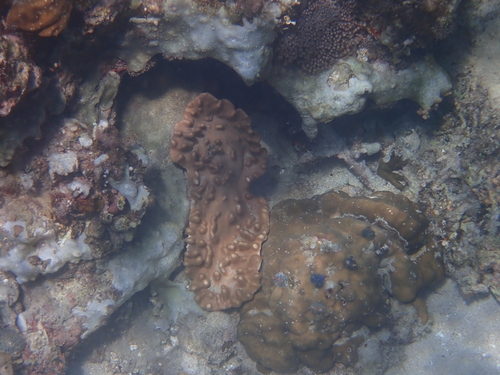Lobophytum observed 2025-07-07