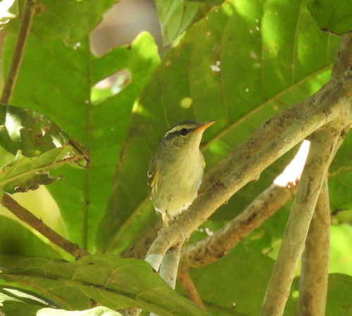 Blyth's Leaf Warbler (Phylloscopus reguloides)