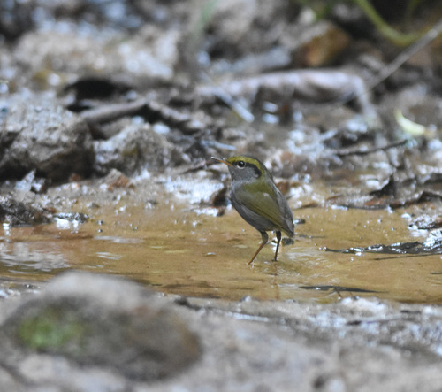 Grey-bellied Tesia (Tesia cyaniventer), photo 8