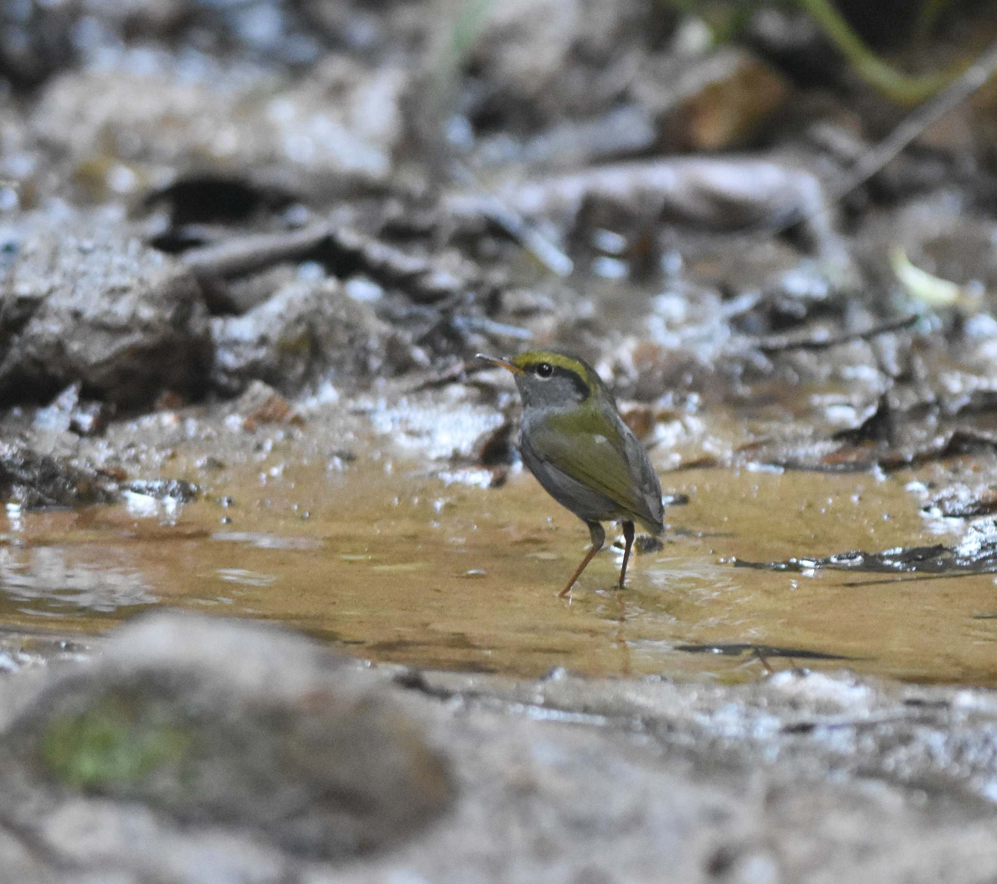 Grey-bellied Tesia (Tesia cyaniventer), photo 8
