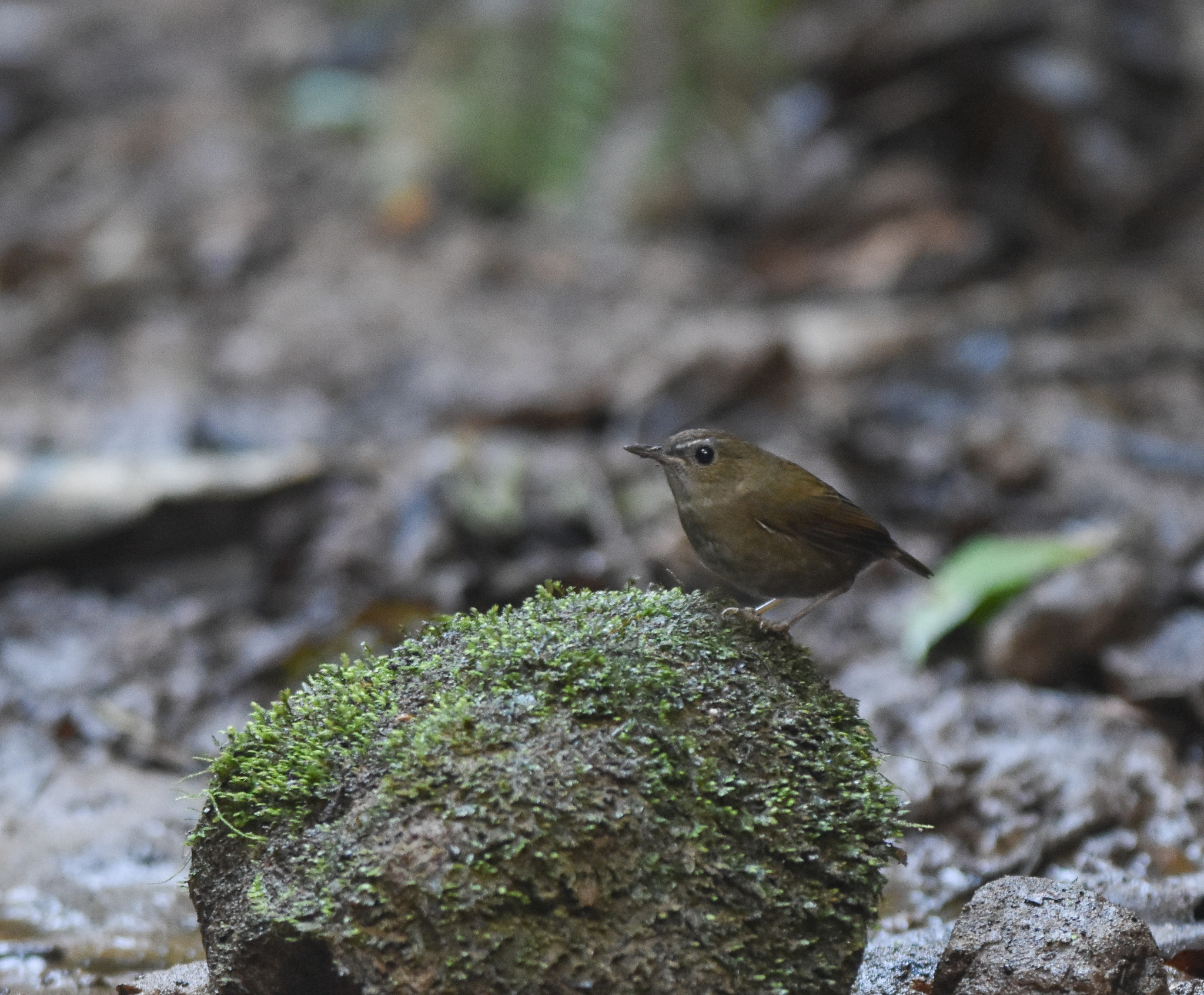 Lesser Shortwing (Brachypteryx leucophris), photo 7