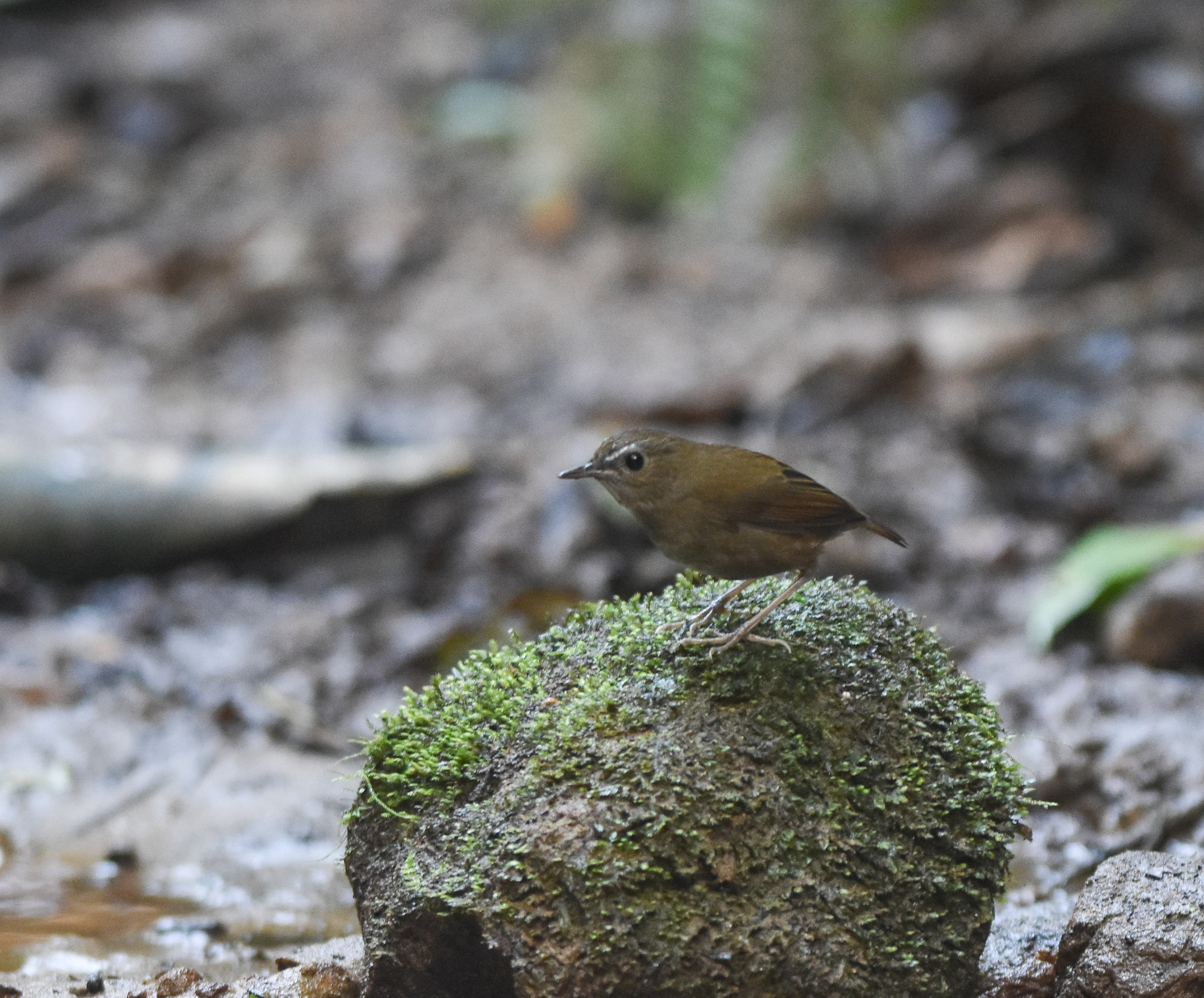 Lesser Shortwing (Brachypteryx leucophris), photo 8