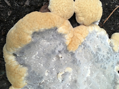 Fungi