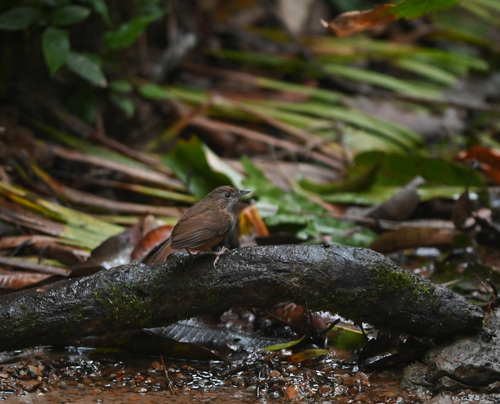 Abbott's Babbler (Malacocincla abbotti), photo 4