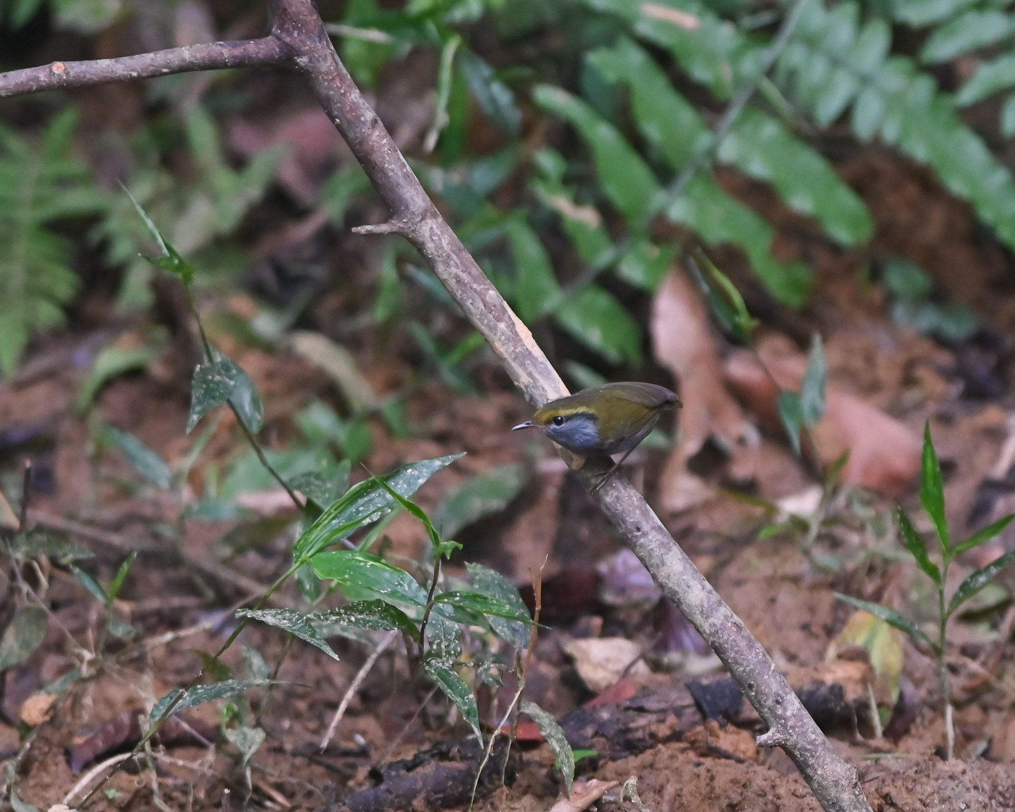 Grey-bellied Tesia (Tesia cyaniventer), photo 9