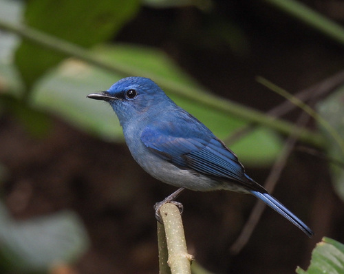 Pale Blue Flycatcher (Cyornis unicolor), photo 1