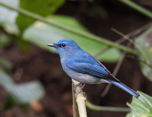 Pale Blue Flycatcher (Cyornis unicolor), photo 2