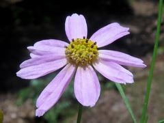 Coreopsis rosea