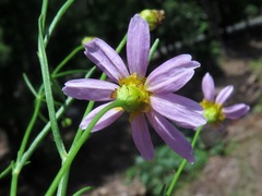 Coreopsis rosea