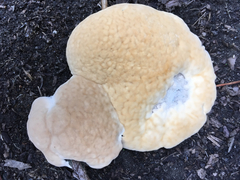 Fungi