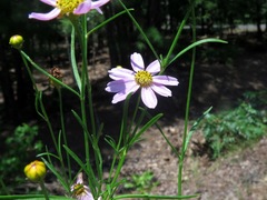 Coreopsis rosea