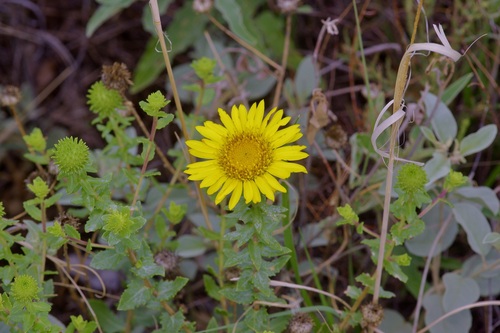 Havard's gumweed (Grindelia havardii)