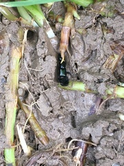 Thyreocephalus orthodoxus