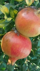 Leptoglossus zonatus