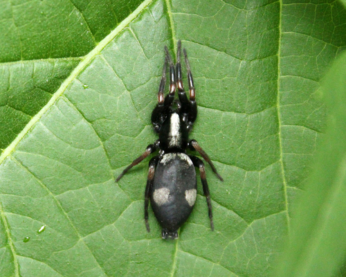 Kishidaia albimaculata