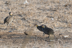 Pternistis leucoscepus