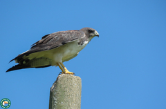 Geranoaetus albicaudatus