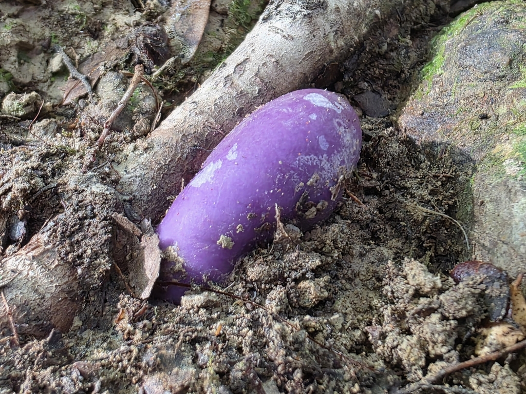 Gallacea scleroderma · July 2025 · photo: © nicnation (iNaturalist, cc-by)