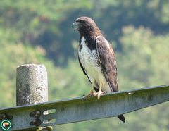 Geranoaetus albicaudatus