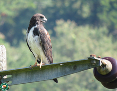 Geranoaetus albicaudatus