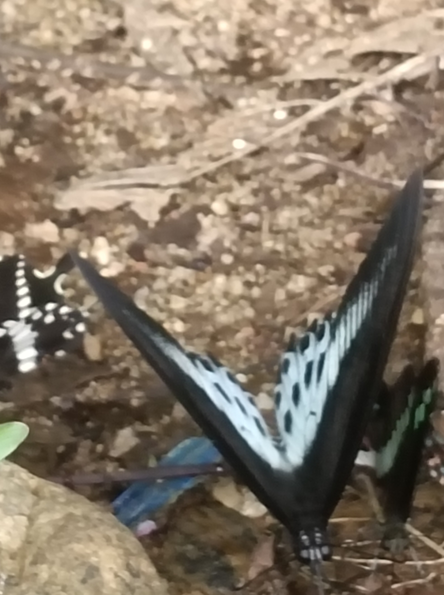 Island Mormon