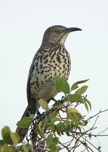 Gray Thrasher