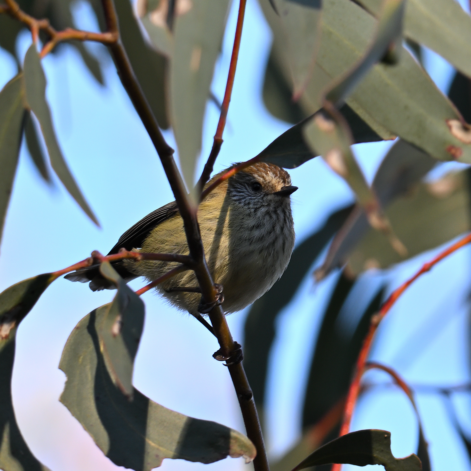 Acanthiza lineata Gould, 1838
