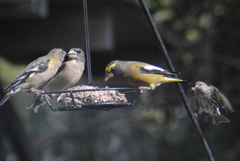 Coccothraustes vespertinus brooksi