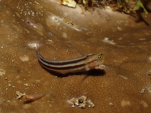 Foreye coralblenny (Ecsenius prooculis) — Blenniidae — 5