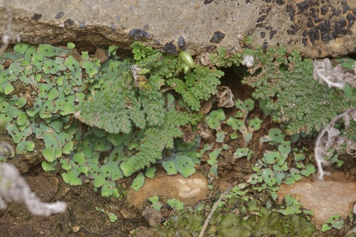 Villous Lipfern (Myriopteris windhamii)