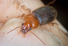 Amphasia interstitialis