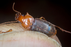 Amphasia interstitialis