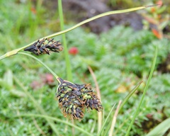 Carex atrofusca