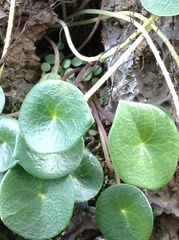 Peperomia