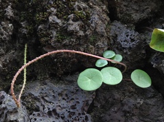 Peperomia