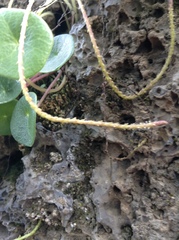 Peperomia