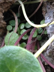 Peperomia
