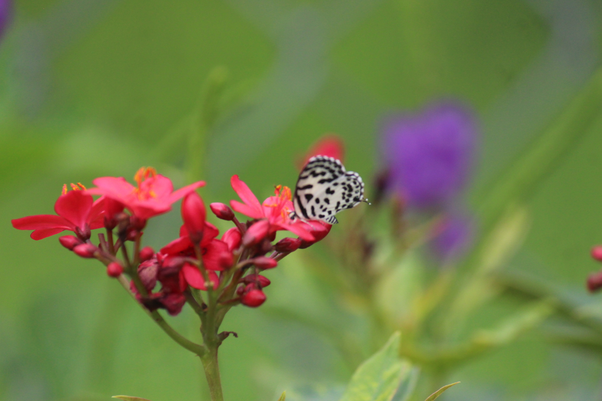 Common Pierrot