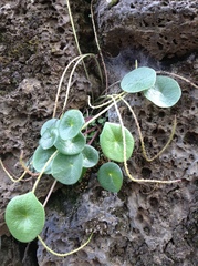 Peperomia