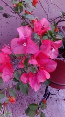 Bougainvillea