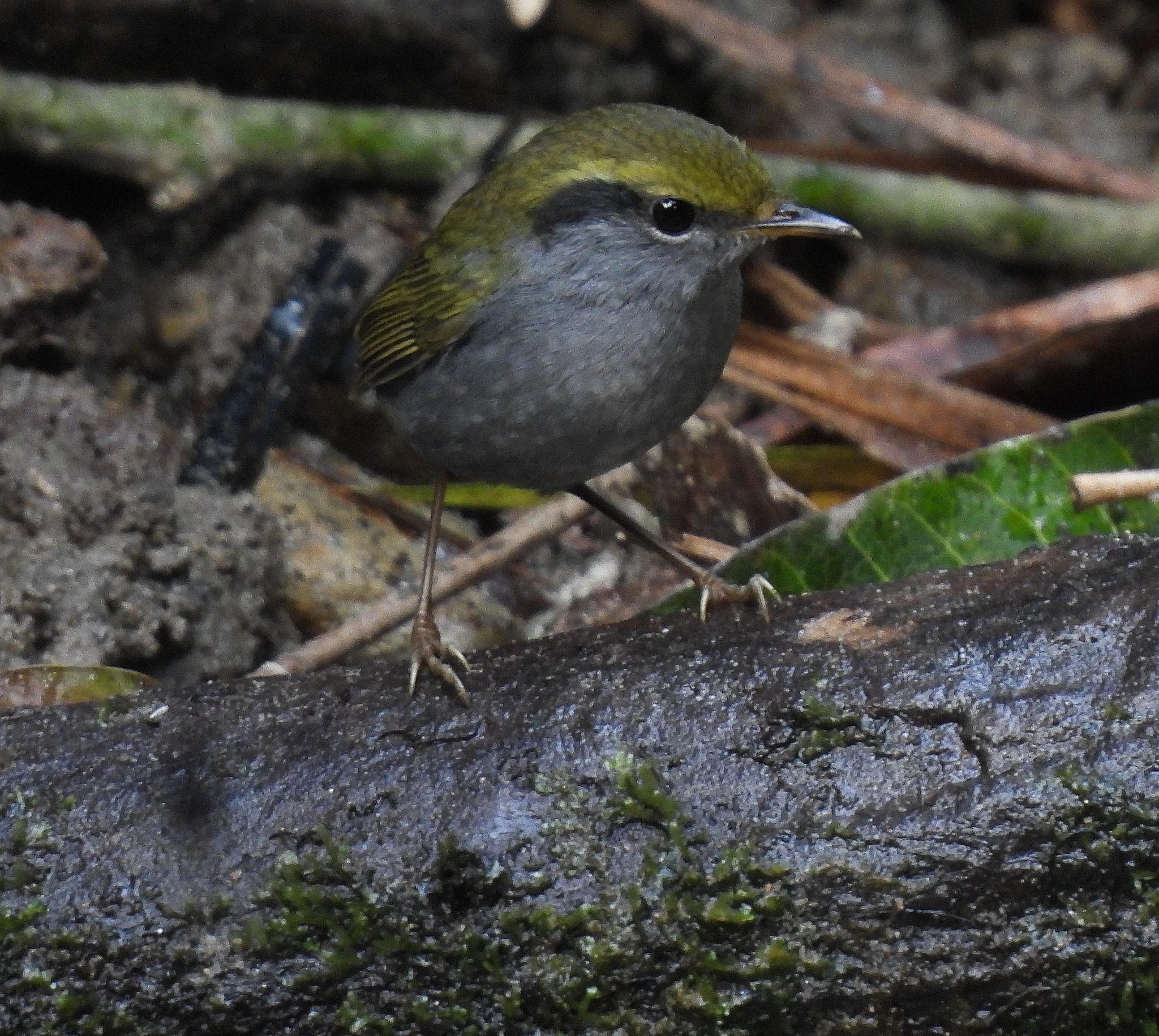 Grey-bellied Tesia (Tesia cyaniventer), photo 10