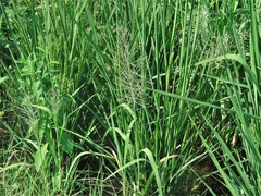 Leptochloa panicoides