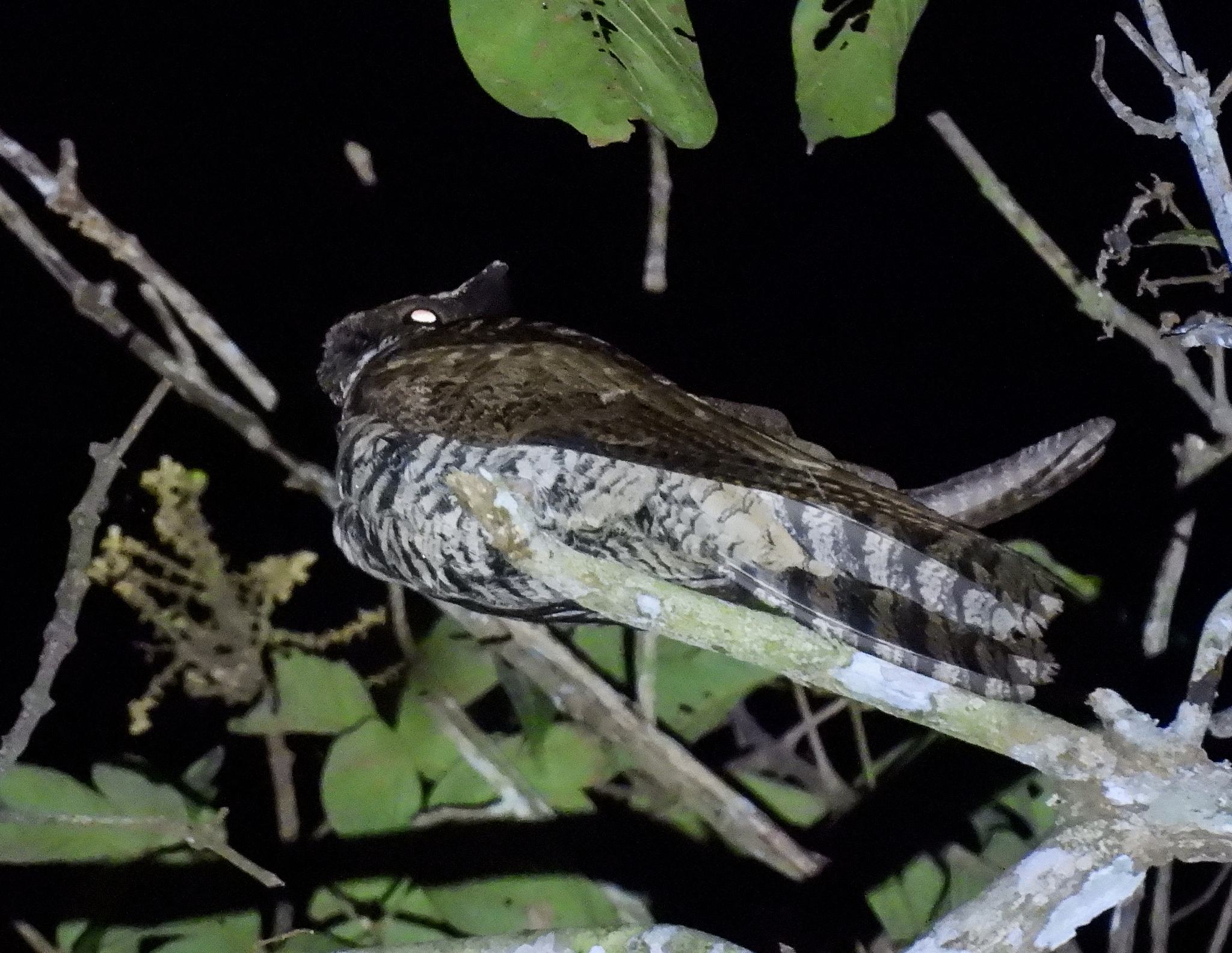 Great Eared Nightjar (Lyncornis macrotis), photo 5