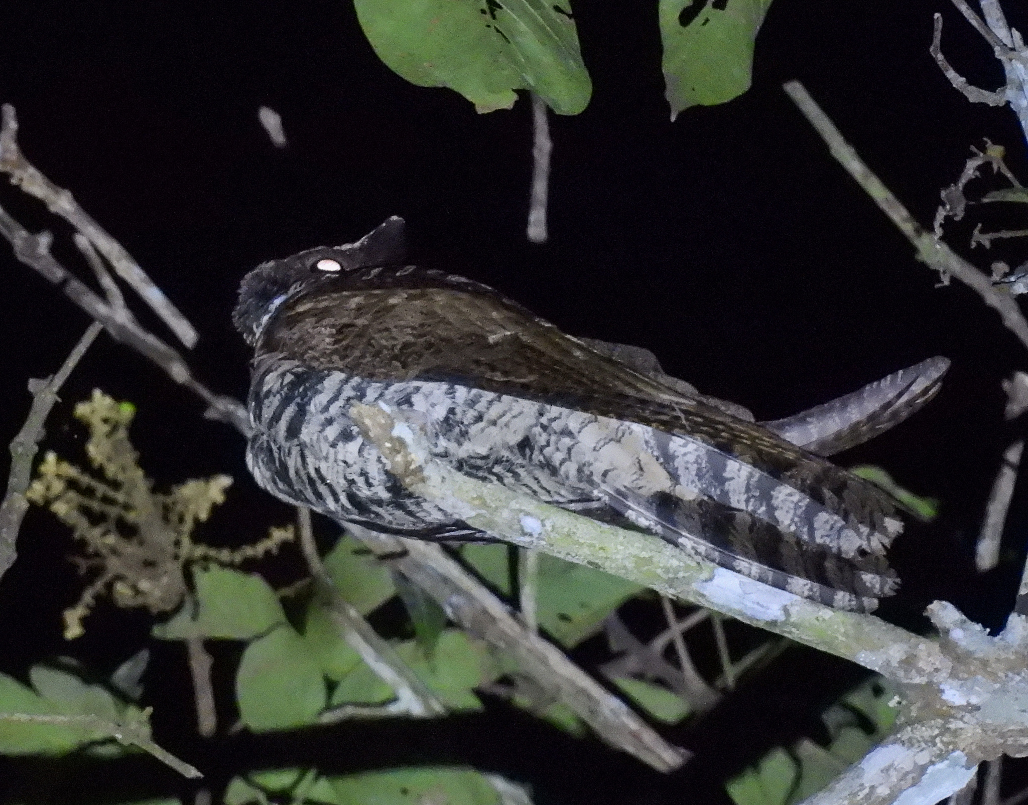 Great Eared Nightjar (Lyncornis macrotis), photo 4
