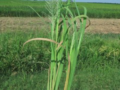 Leptochloa panicoides
