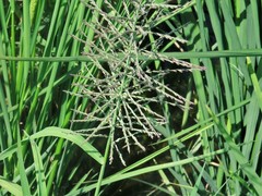 Leptochloa panicoides