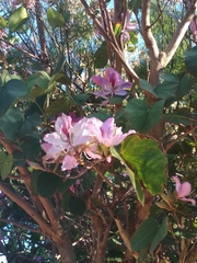 Bauhinia variegata variegata