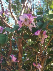 Bauhinia variegata variegata