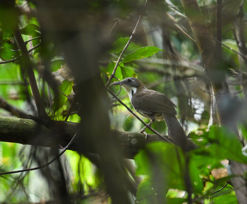 Large Scimitar Babbler (Erythrogenys hypoleucos), photo 10